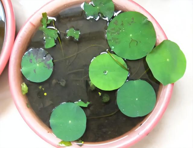 碗莲种植有难点,新手需避10大坑
