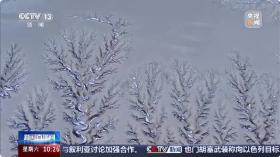 雪落新疆,大地之树惊艳亮相
