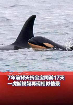 虎鲸再当妈却痛失幼崽,母爱伟大令人动容