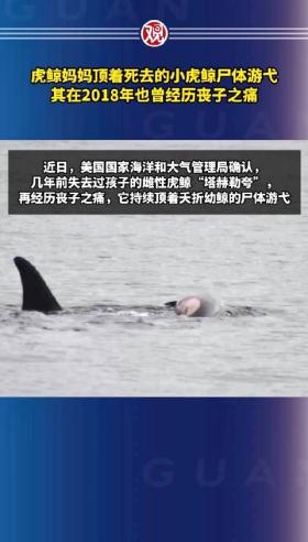 虎鲸再当妈却痛失幼崽,母爱伟大令人动容