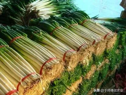 今年与明年葱价走势分析