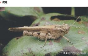 农村十二种常见蚂蚱及其学名盘点